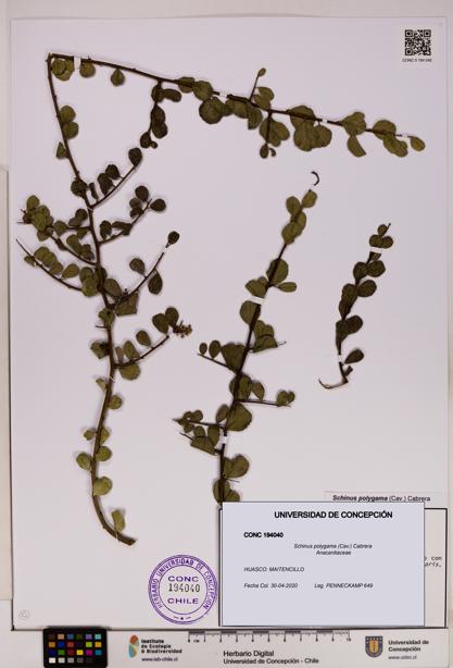 Schinus polygama [Espécimen: UDEC:CONC:0194040]