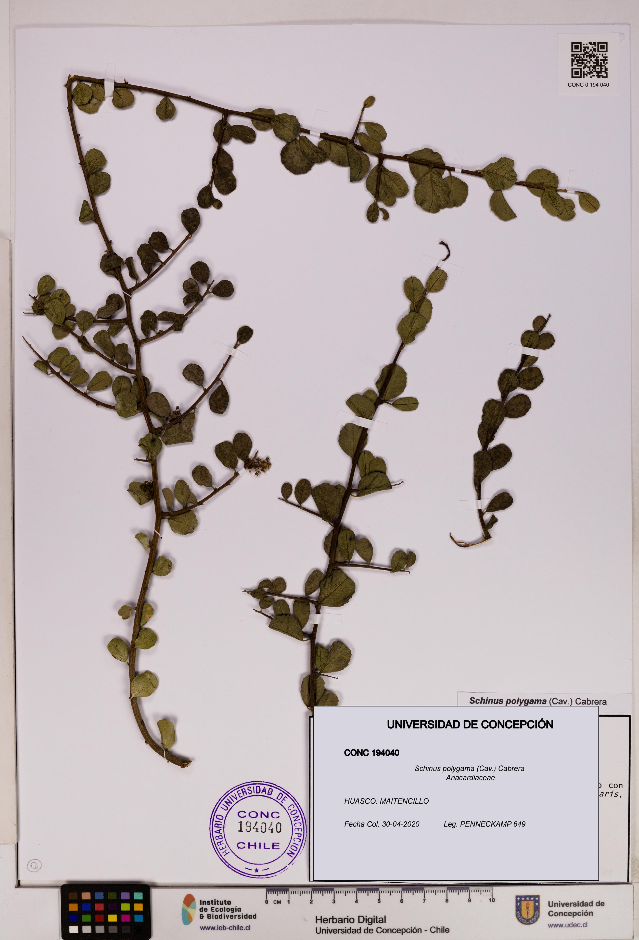 Schinus polygama [Espécimen: UDEC:CONC:0194040]