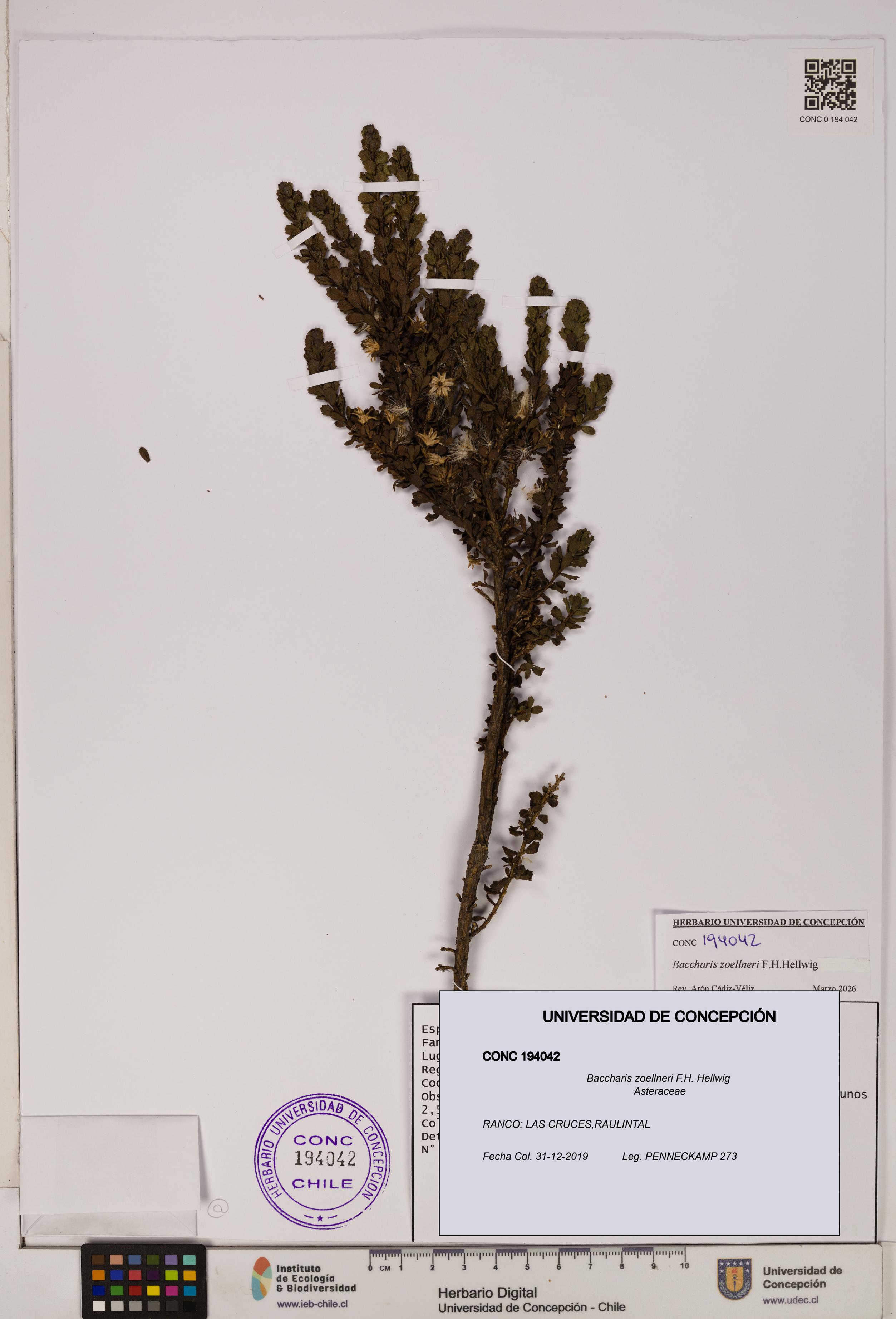 Baccharis zoellneri [Espécimen: UDEC:CONC:0194042]