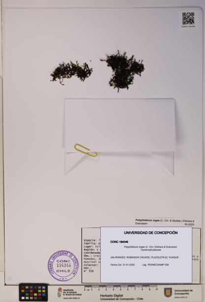 Polyphlebium ingae [Espécimen: ]