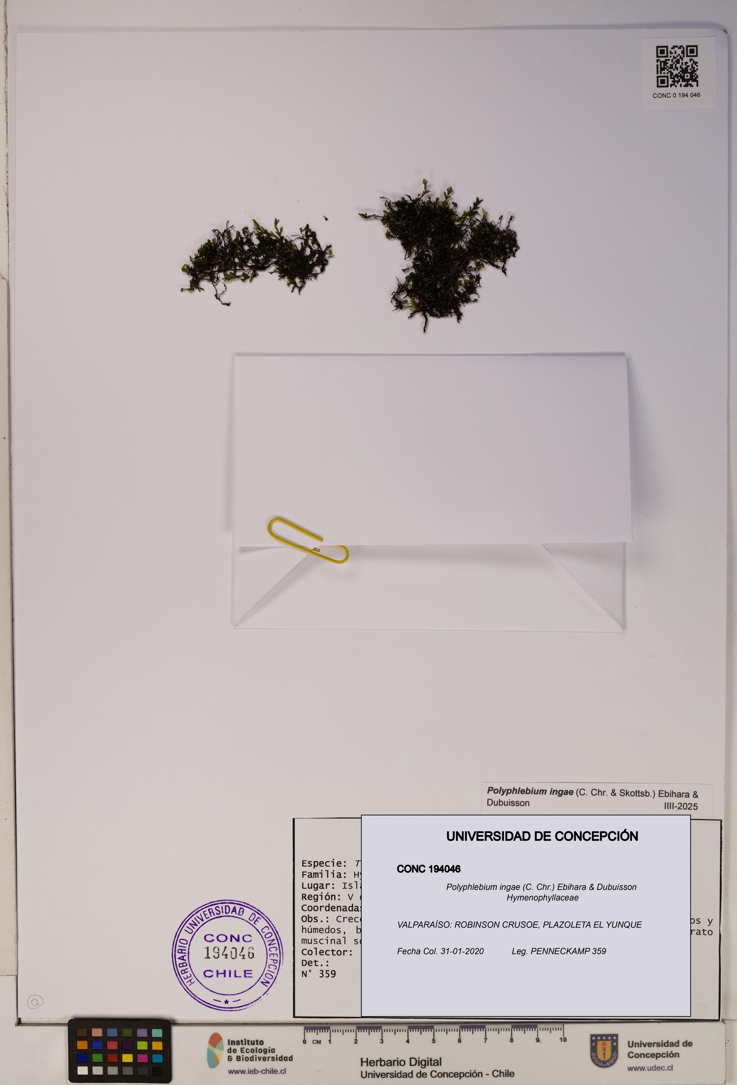 Polyphlebium ingae [Espécimen: ]
