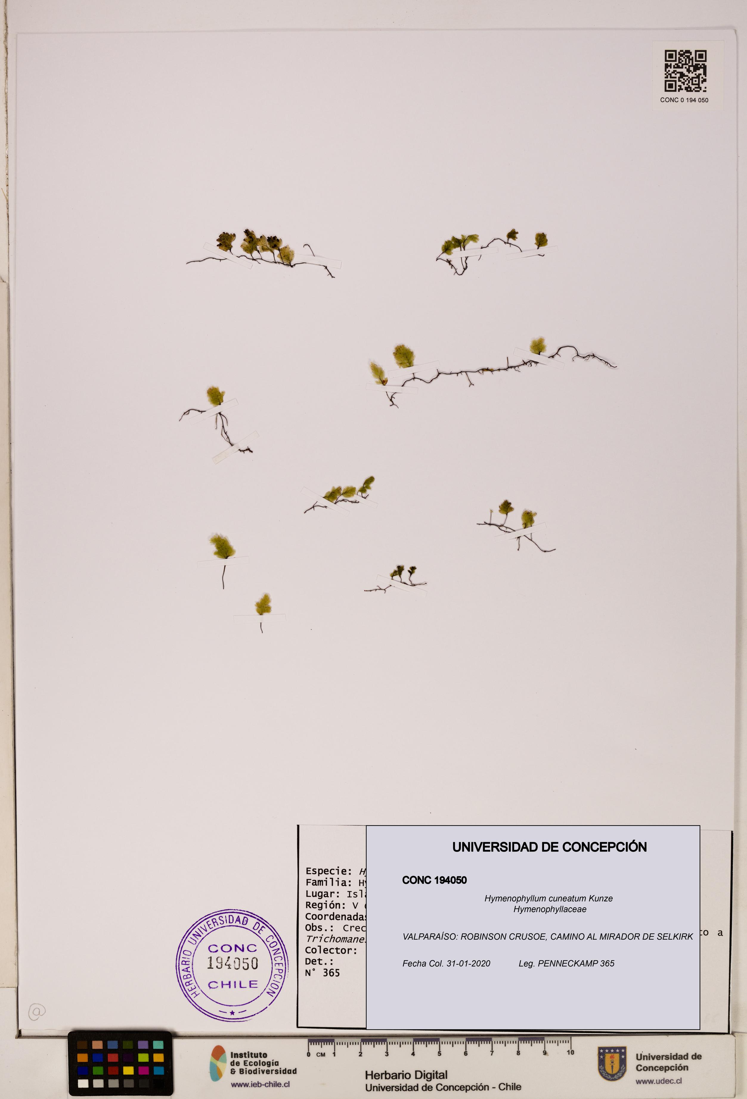 Hymenophyllum cuneatum [Espécimen: UDEC:CONC:0194050]