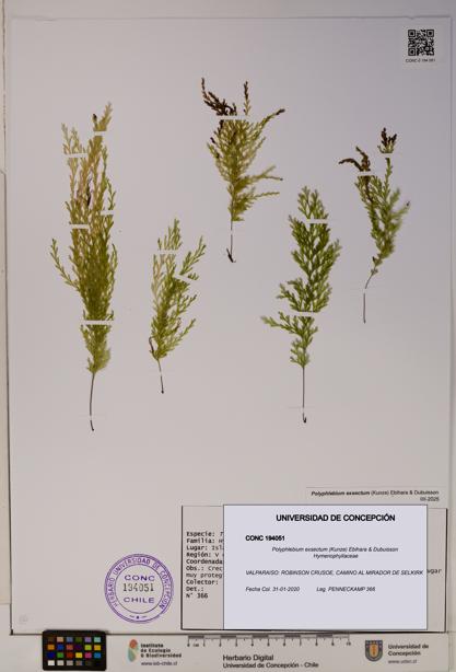 Polyphlebium exsectum [Espécimen: ]