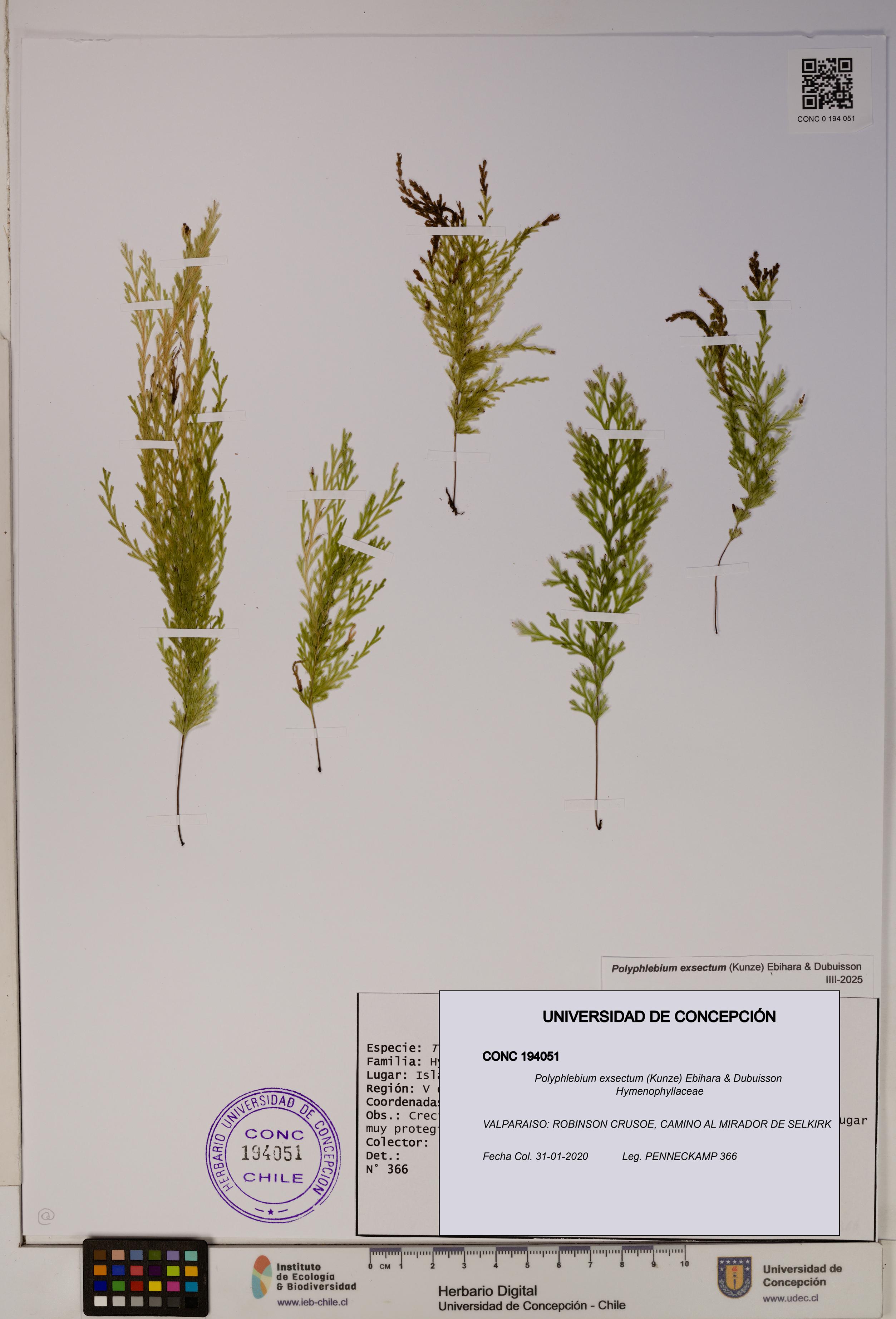 Polyphlebium exsectum [Espécimen: ]