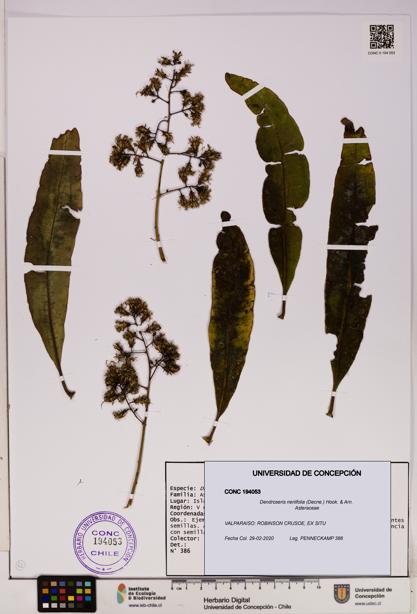 Dendroseris neriifolia [Espécimen: UDEC:CONC:0194053]