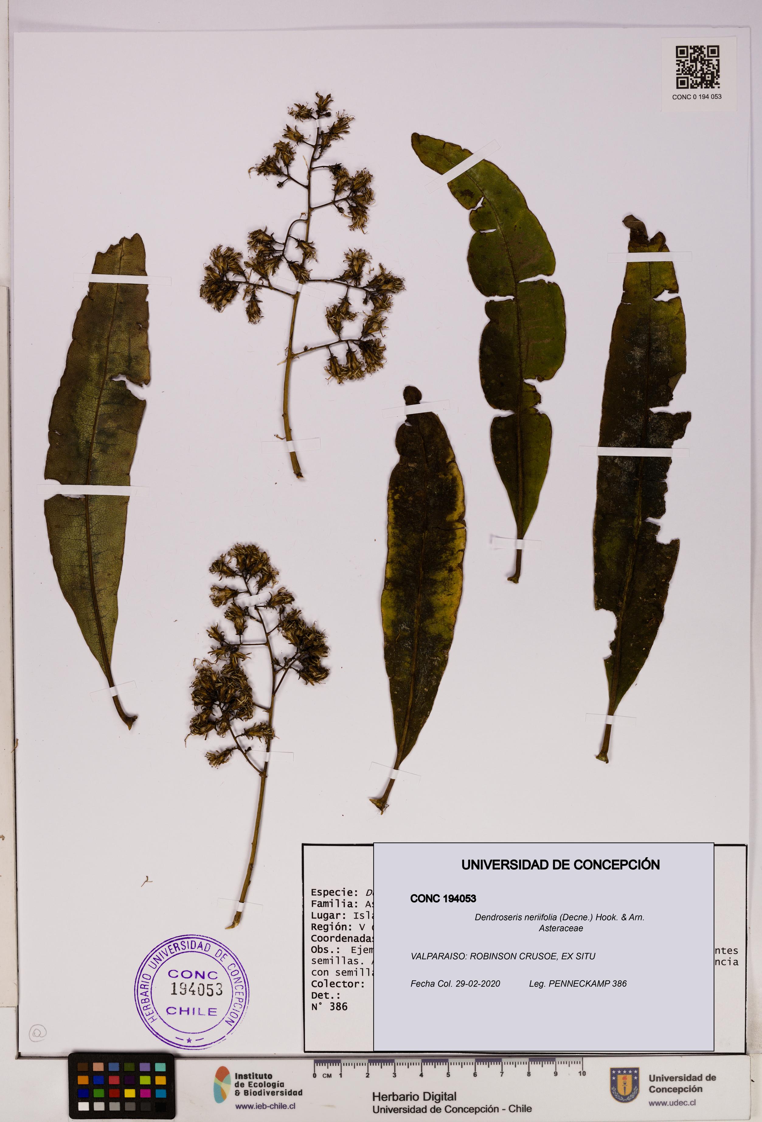 Dendroseris neriifolia [Espécimen: UDEC:CONC:0194053]