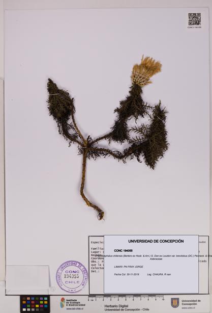 Plectocephalus chilensis var. brevilobus [Espécimen: UDEC:CONC:0194055]