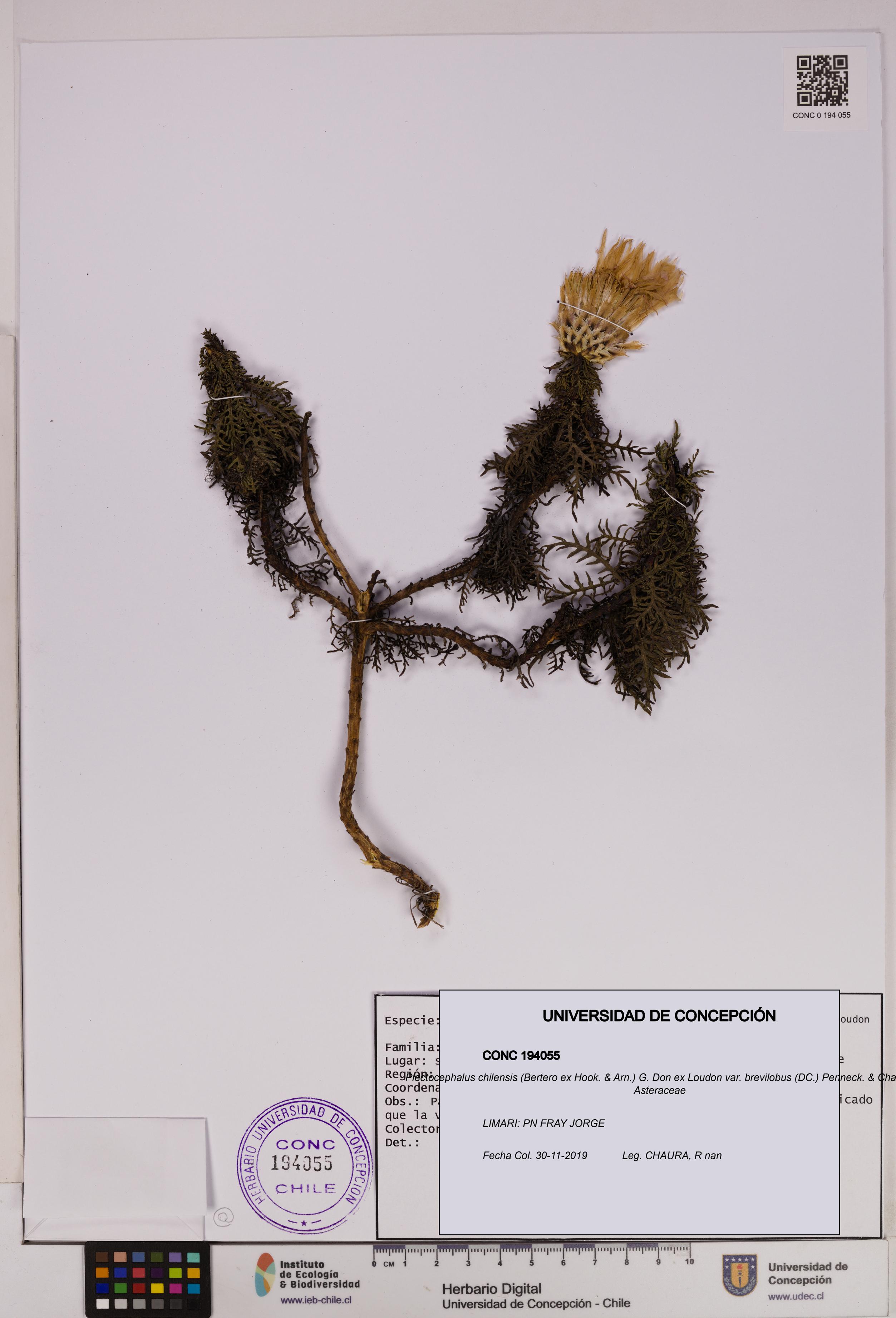 Plectocephalus chilensis var. brevilobus [Espécimen: UDEC:CONC:0194055]