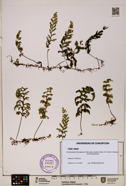 Hymenophyllum ferrugineum [Espécimen: UDEC:CONC:0194057]