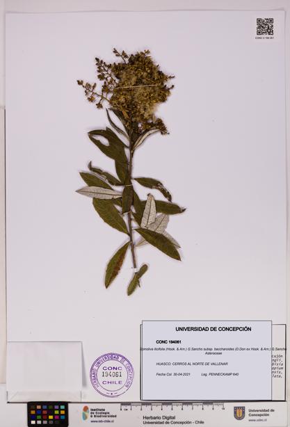 Spinoliva ilicifolia subsp. baccharoides [Espécimen: UDEC:CONC:0194061]