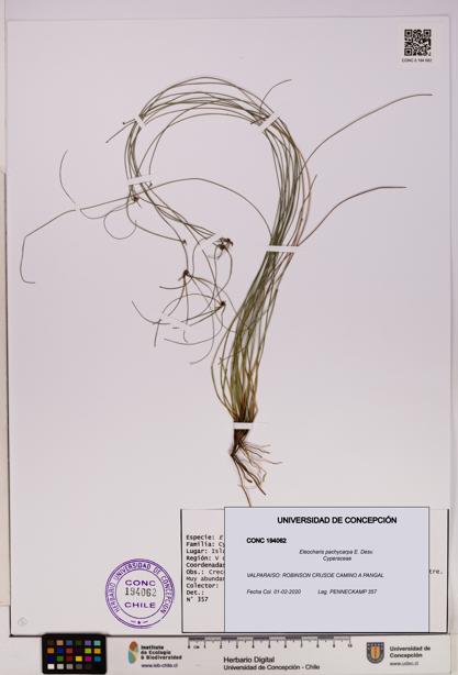 Eleocharis pachycarpa [Espécimen: UDEC:CONC:0194062]