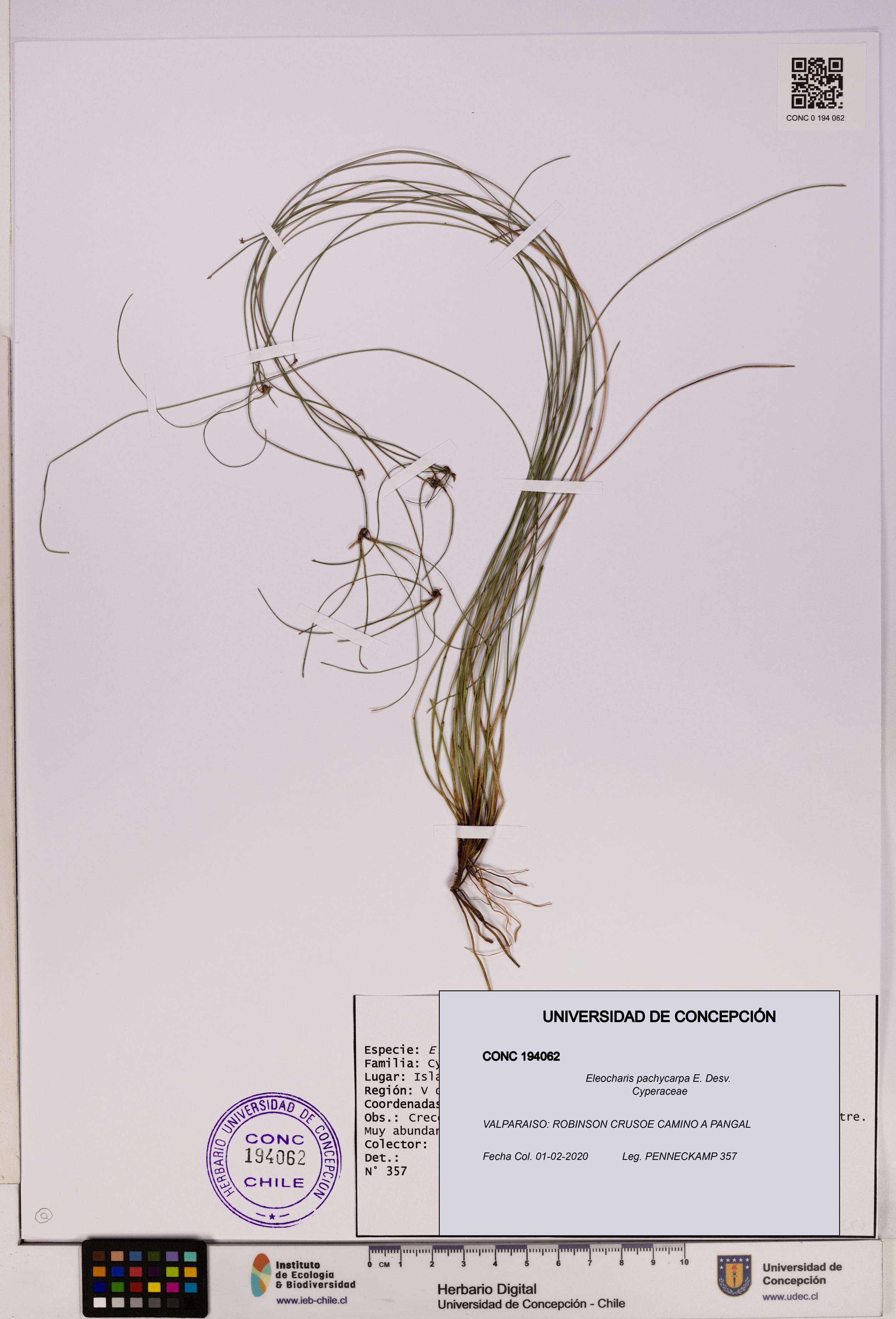 Eleocharis pachycarpa [Espécimen: UDEC:CONC:0194062]