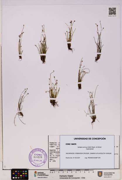 Isolepis cernua [Espécimen: UDEC:CONC:0194070]