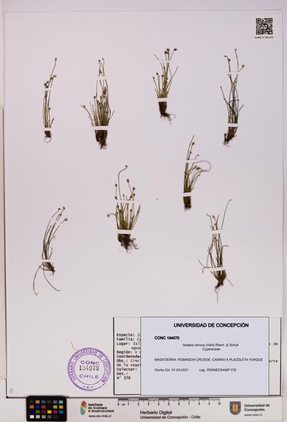 Isolepis cernua [Espécimen: ]