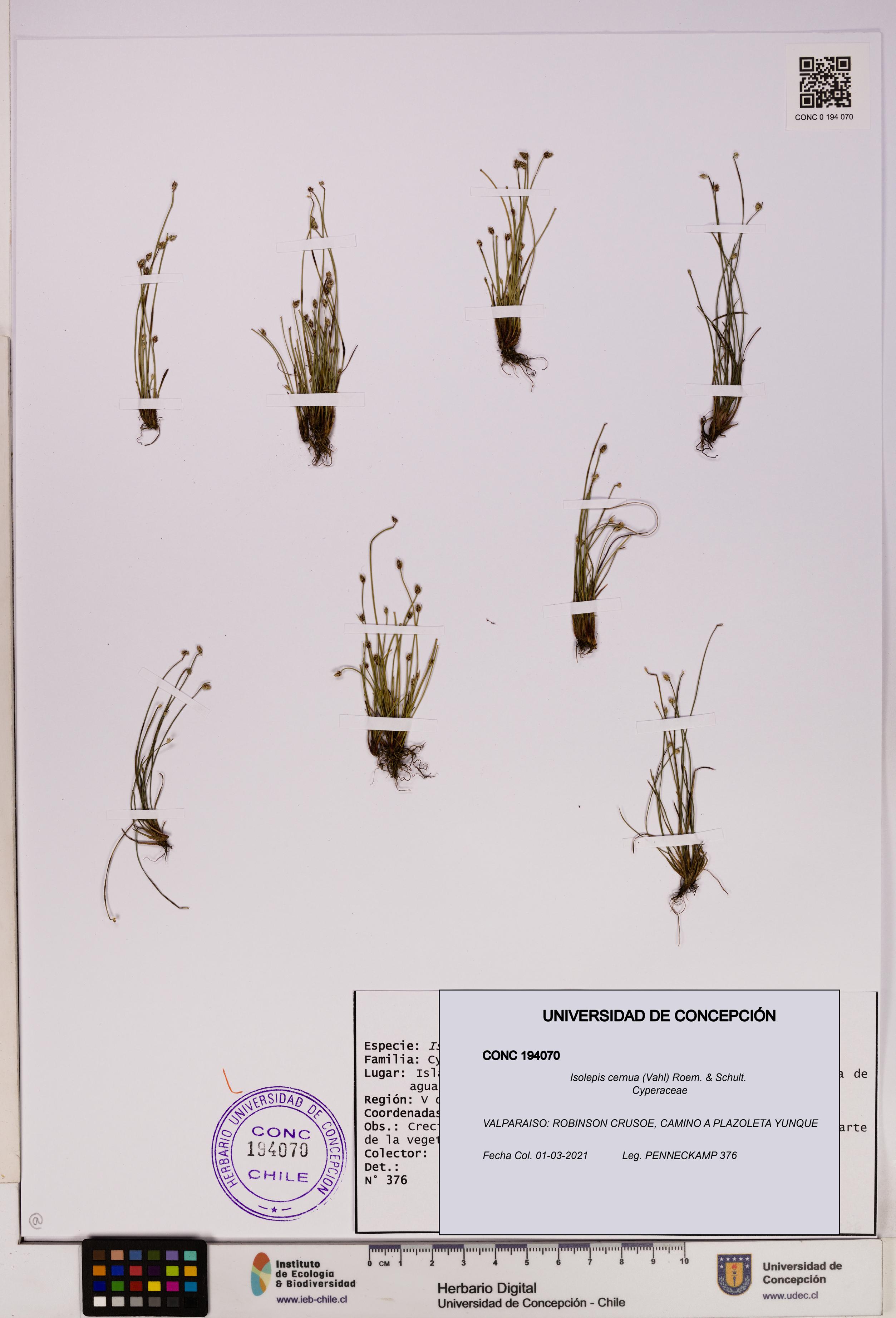 Isolepis cernua [Espécimen: UDEC:CONC:0194070]