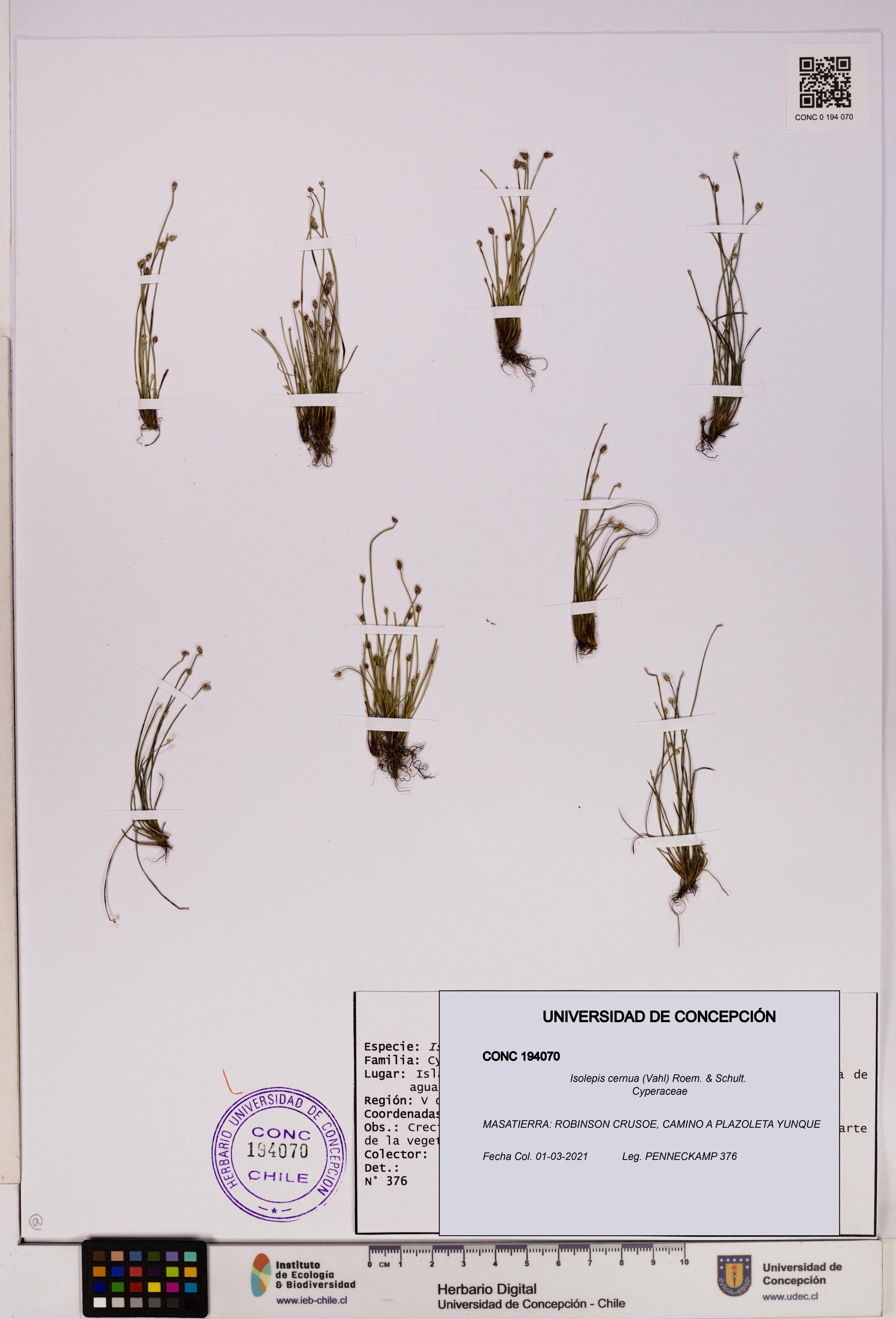 Isolepis cernua [Espécimen: ]
