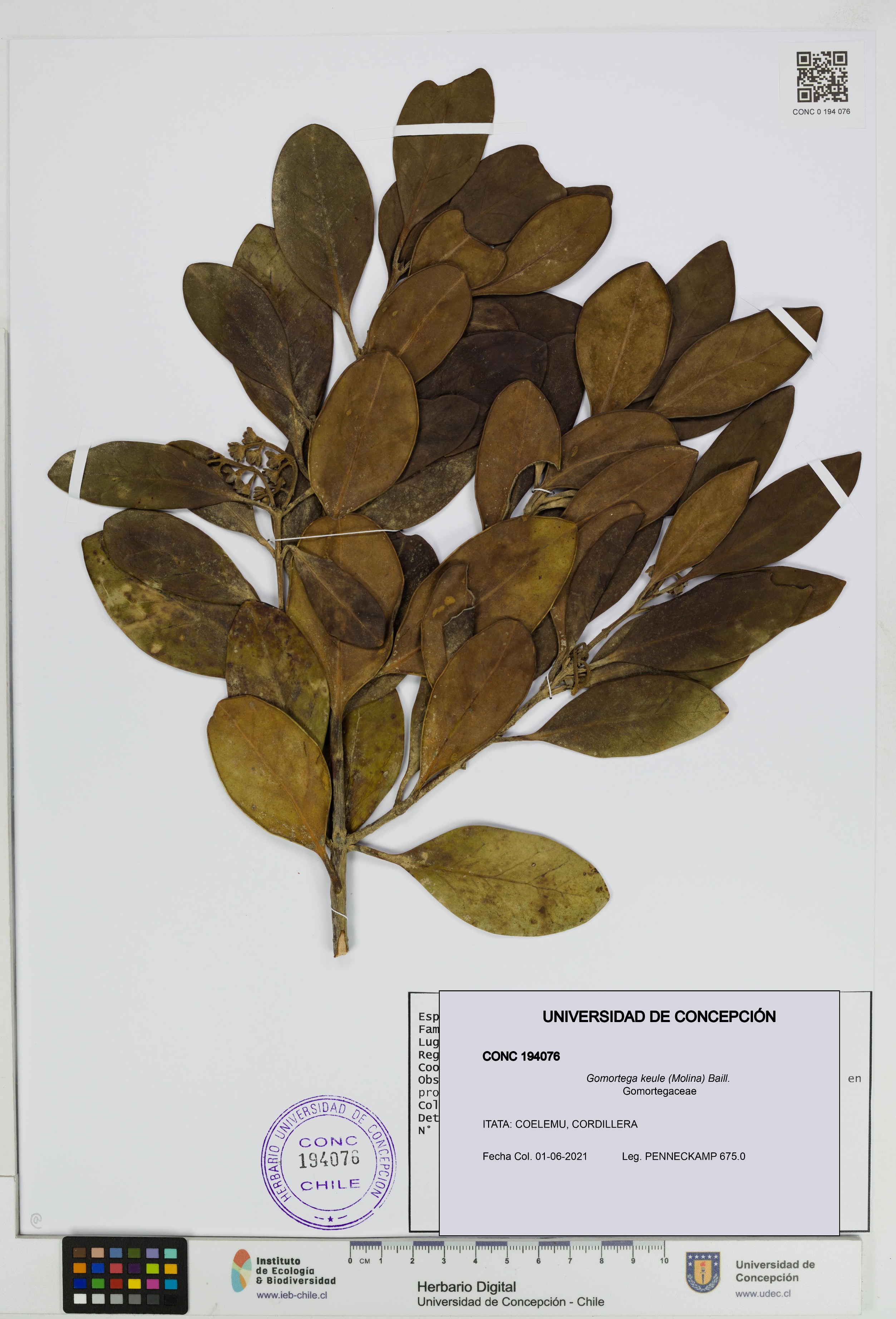 Gomortega keule [Espécimen: UDEC:CONC:0194076]