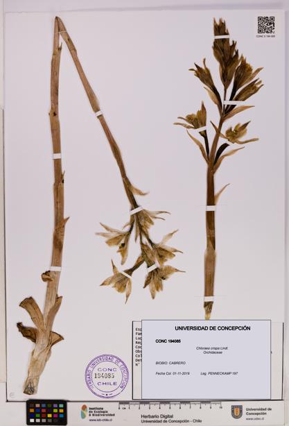 Chloraea crispa [Espécimen: UDEC:CONC:0194085]