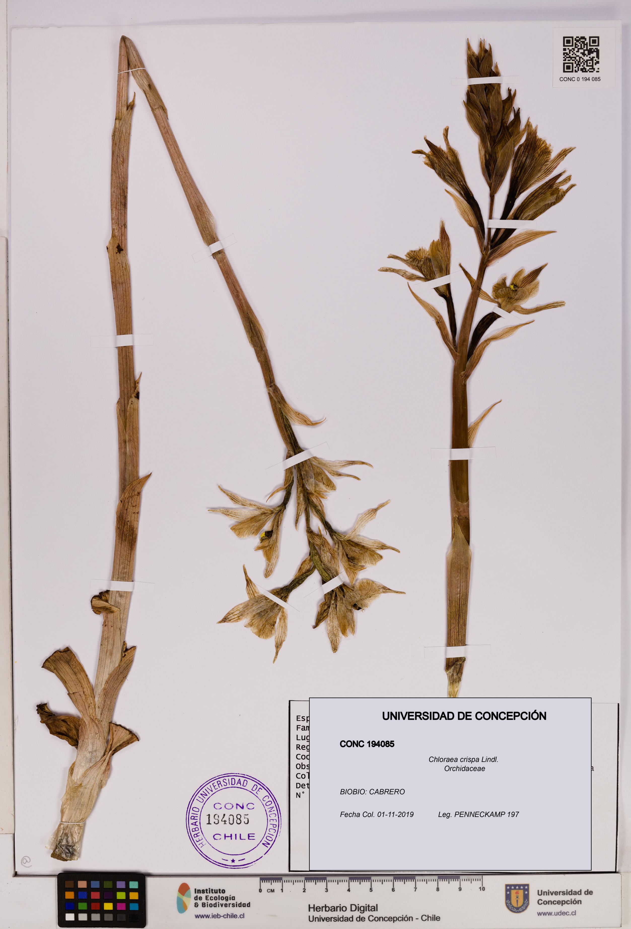 Chloraea crispa [Espécimen: UDEC:CONC:0194085]