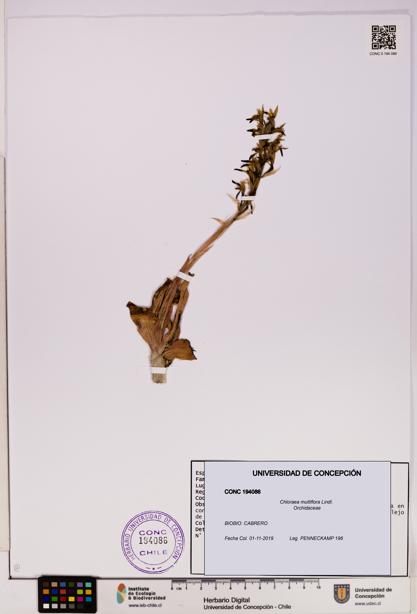 Chloraea multiflora [Espécimen: UDEC:CONC:0194086]