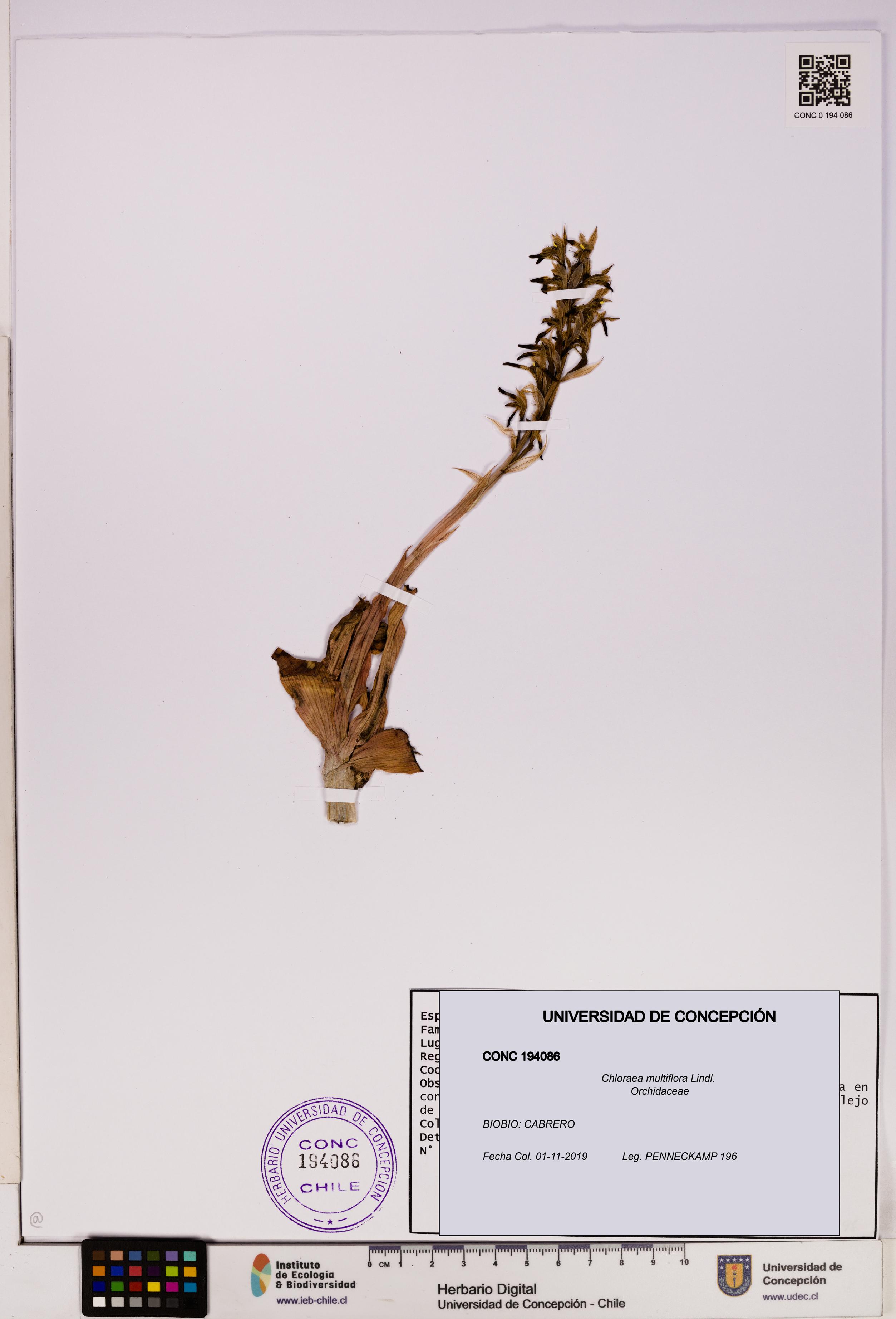 Chloraea multiflora [Espécimen: UDEC:CONC:0194086]