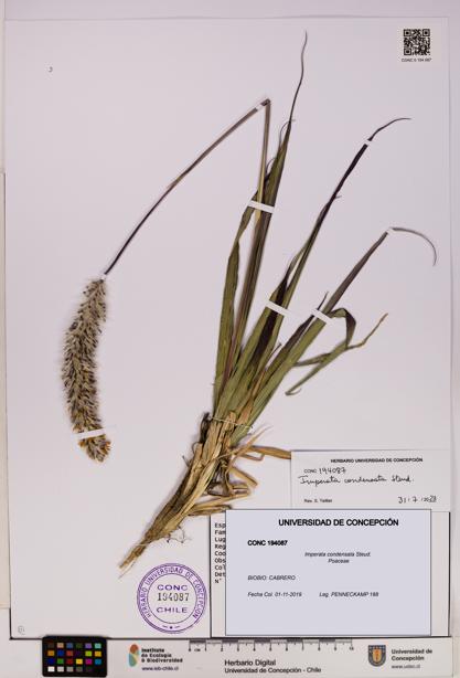 Imperata condensata [Espécimen: UDEC:CONC:0194087]