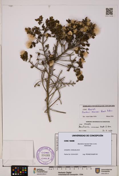 Baccharis macraei [Espécimen: UDEC:CONC:0194089]