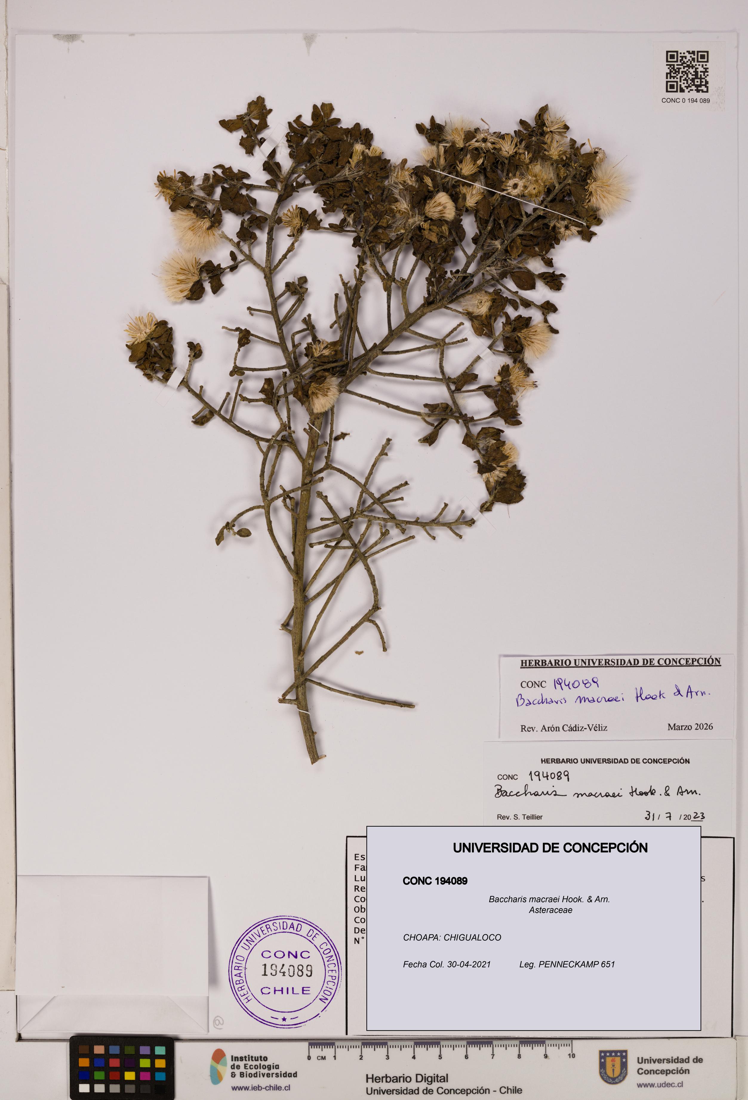 Baccharis macraei [Espécimen: UDEC:CONC:0194089]