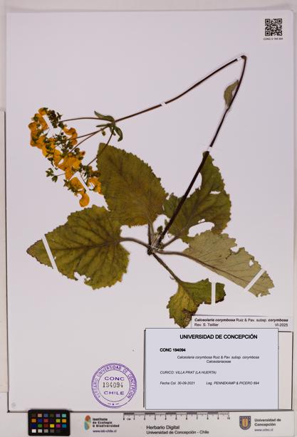 Calceolaria corymbosa [Espécimen: UDEC:CONC:0194094]