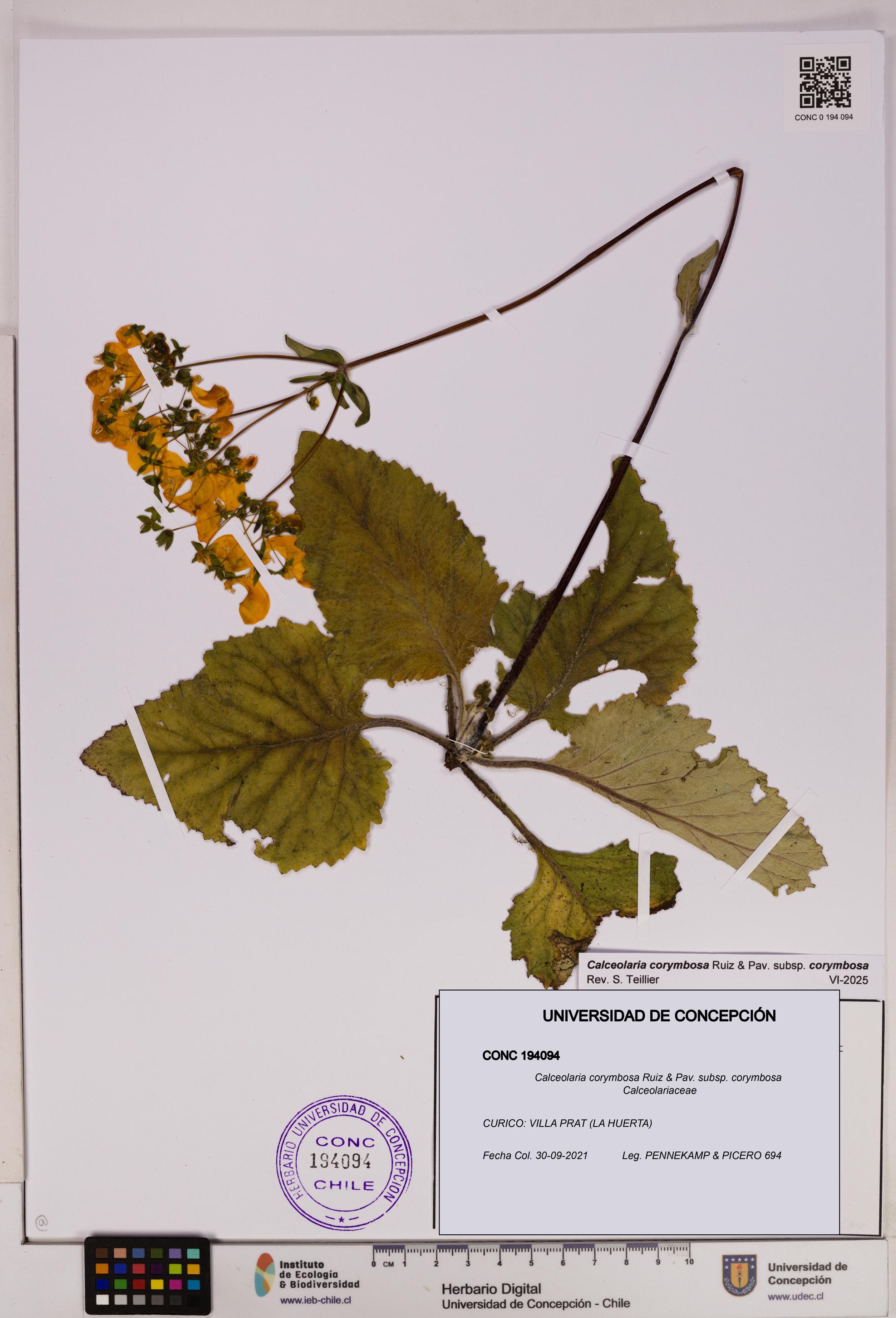 Calceolaria corymbosa [Espécimen: UDEC:CONC:0194094]