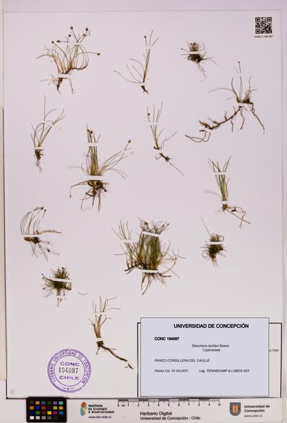 Eleocharis lechleri [Espécimen: UDEC:CONC:0194097]