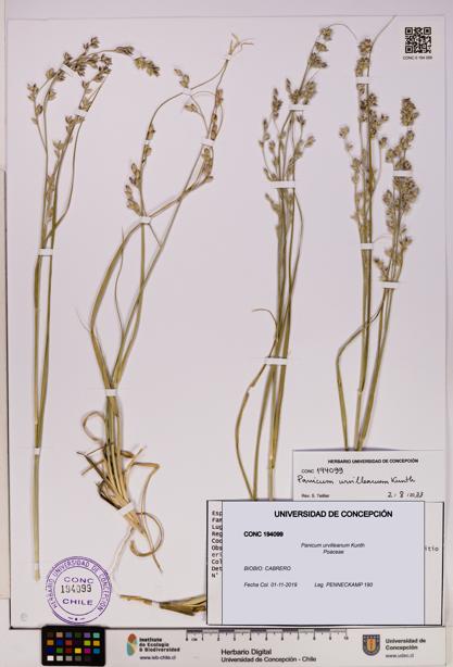 Panicum urvilleanum [Espécimen: UDEC:CONC:0194099]