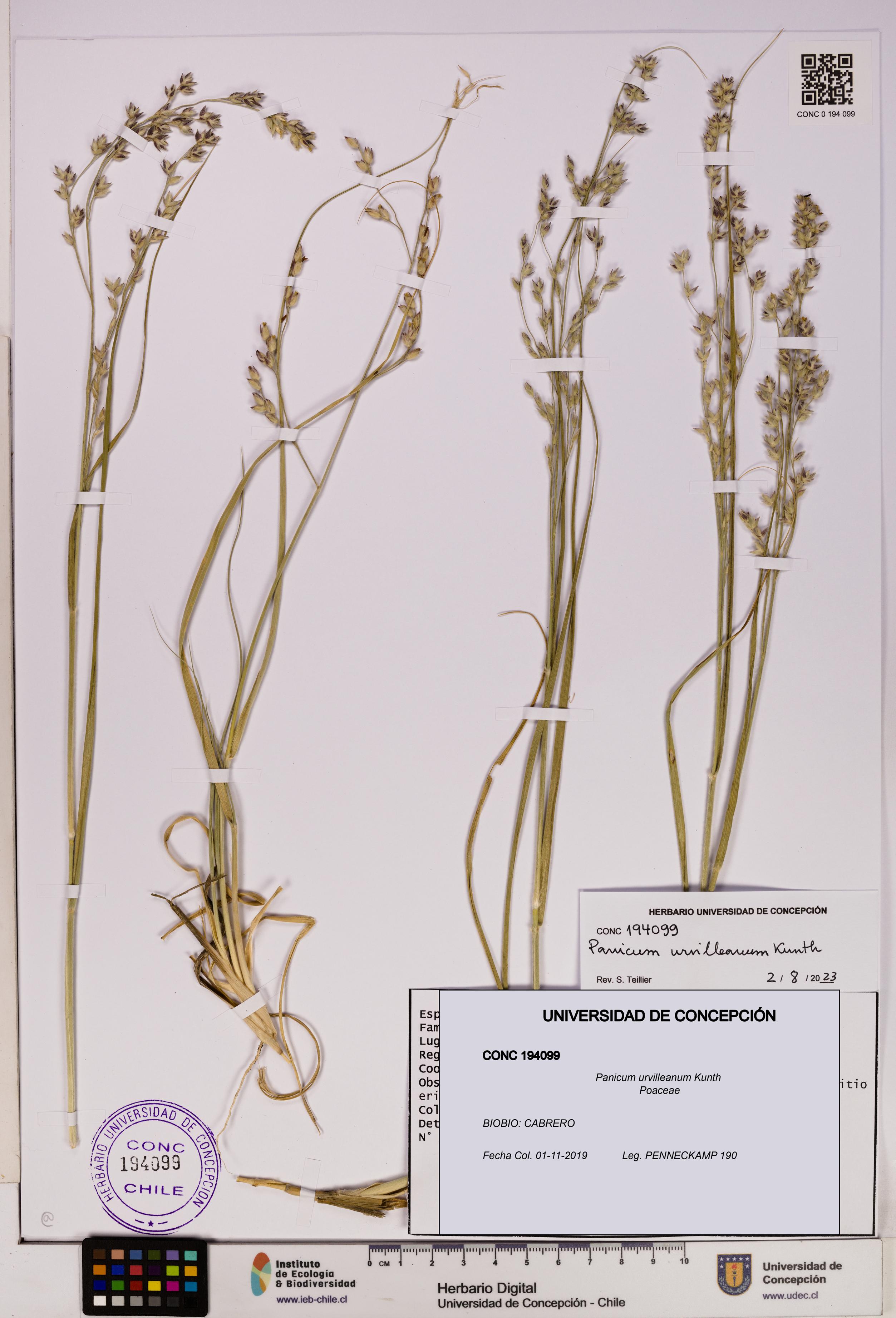 Panicum urvilleanum [Espécimen: UDEC:CONC:0194099]