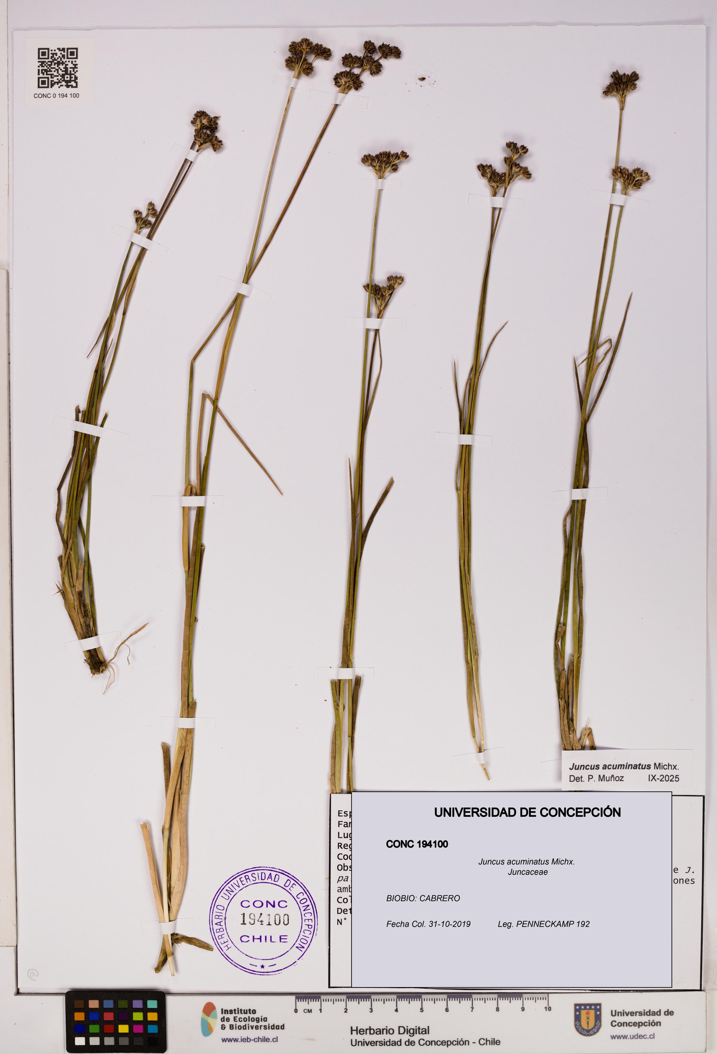 Juncus acuminatus [Espécimen: UDEC:CONC:0194100]