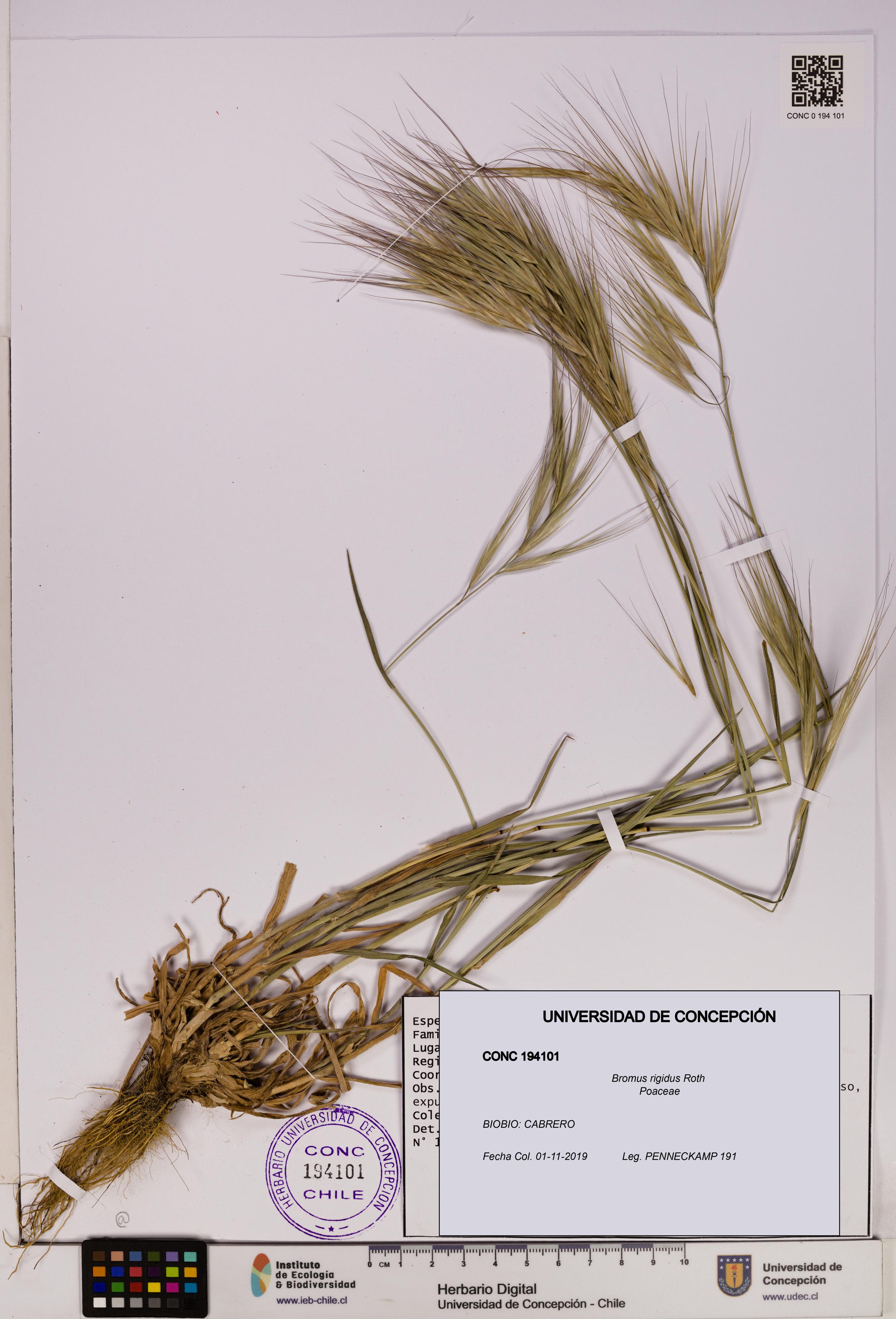 Bromus rigidus [Espécimen: UDEC:CONC:0194101]