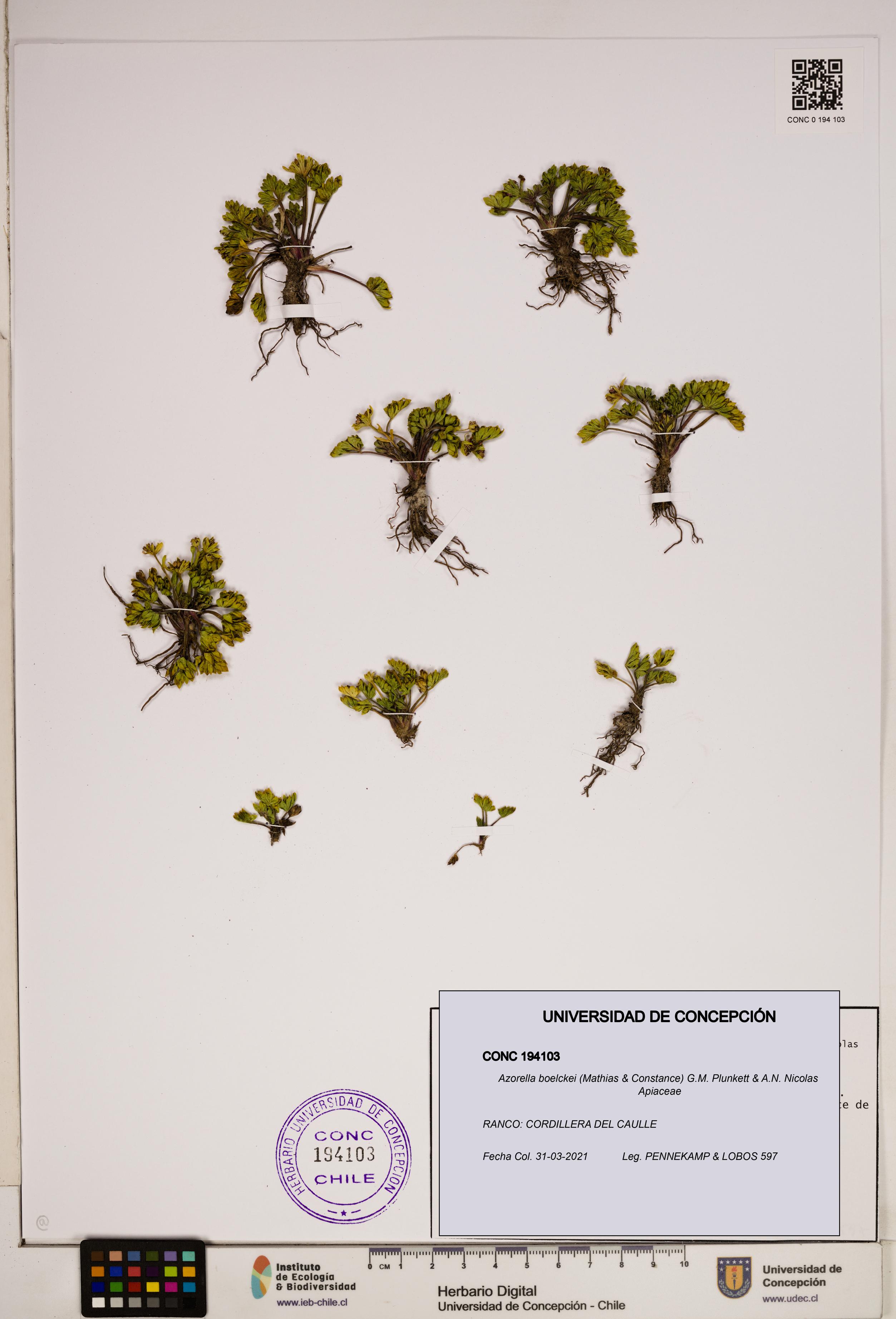 Azorella boelckei [Espécimen: ]