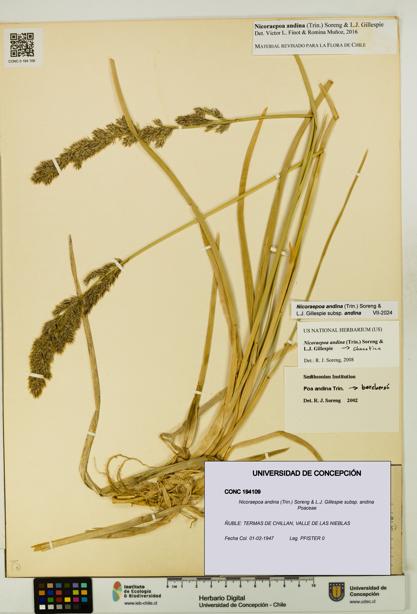 Nicoraepoa andina subsp. andina [Espécimen: UDEC:CONC:0194109]