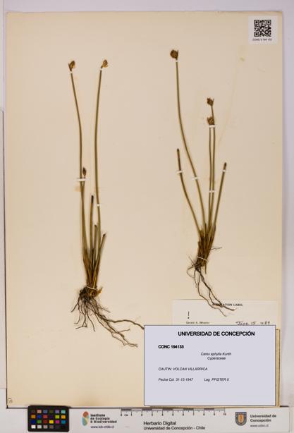 Carex aphylla [Espécimen: UDEC:CONC:0194133]