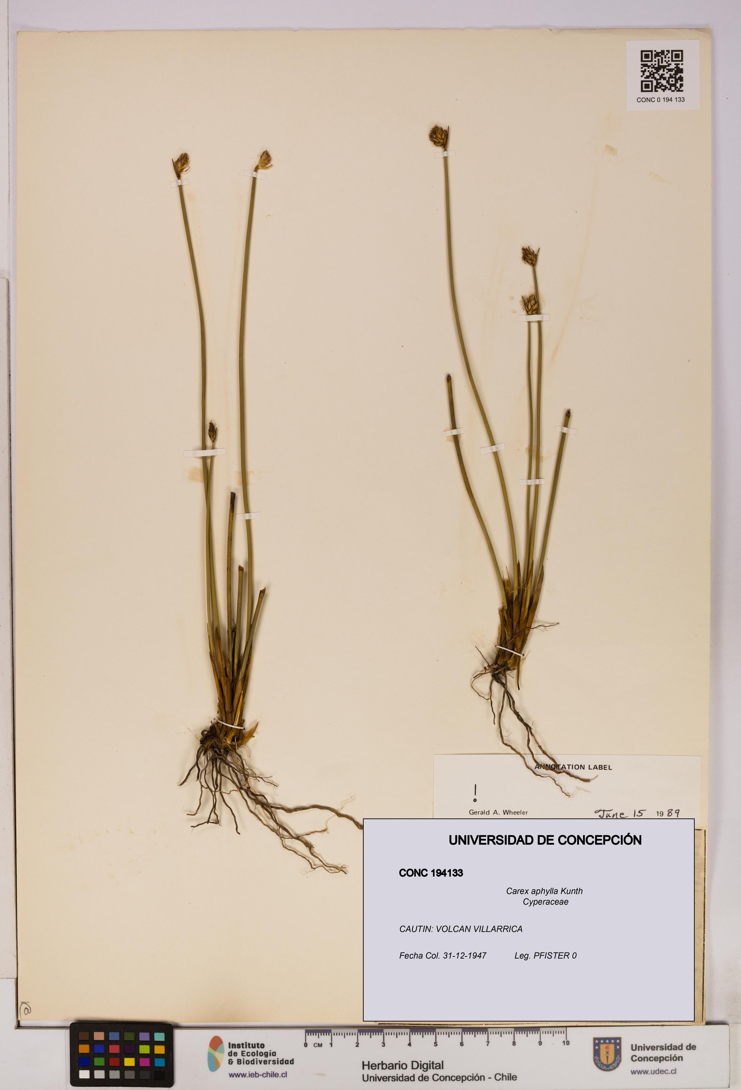 Carex aphylla [Espécimen: UDEC:CONC:0194133]