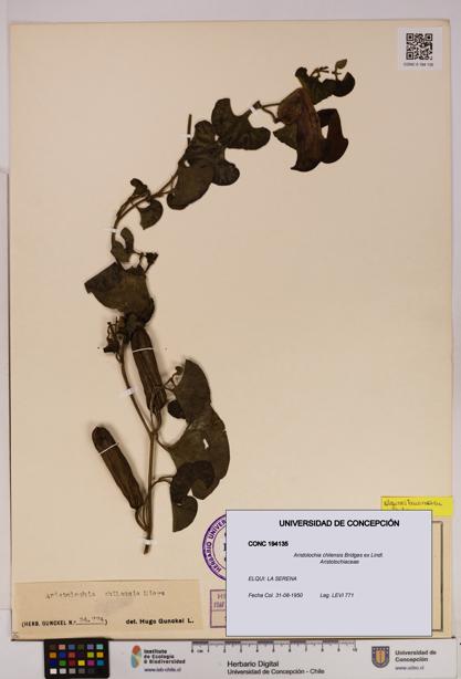 Aristolochia chilensis [Espécimen: UDEC:CONC:0194135]