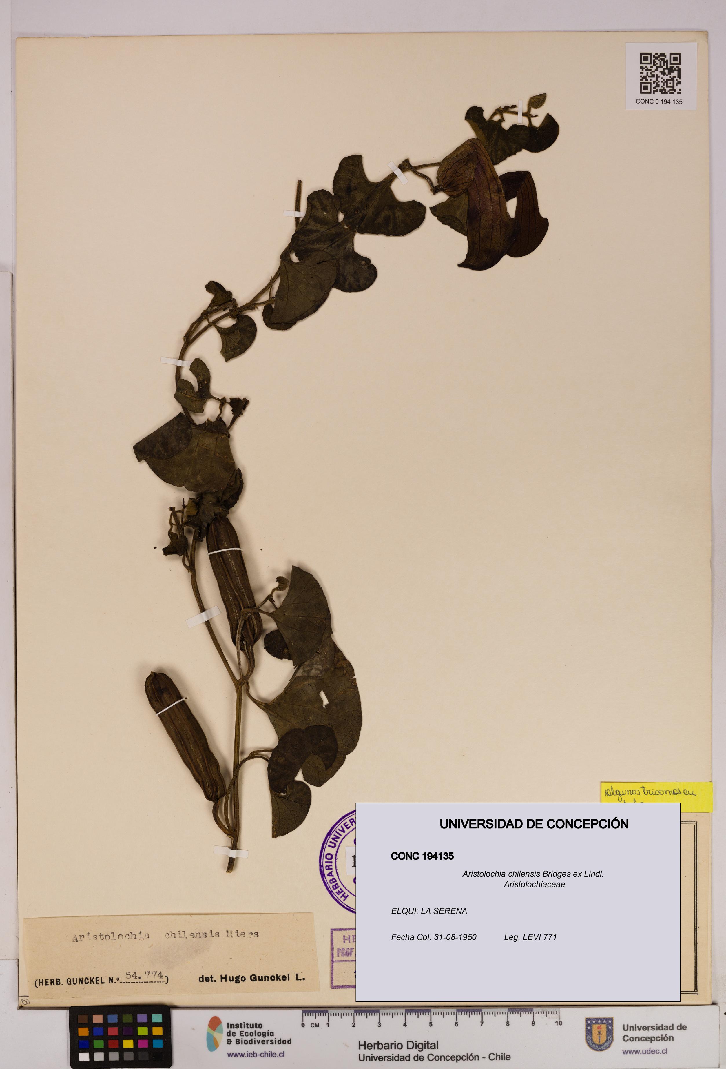 Aristolochia chilensis [Espécimen: UDEC:CONC:0194135]