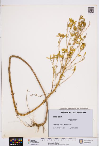 Tagetes minuta [Espécimen: ]