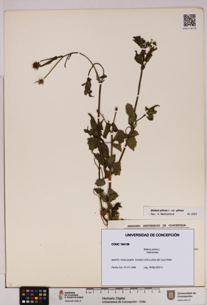 Bidens pilosa [Espécimen: UDEC:CONC:0194138]