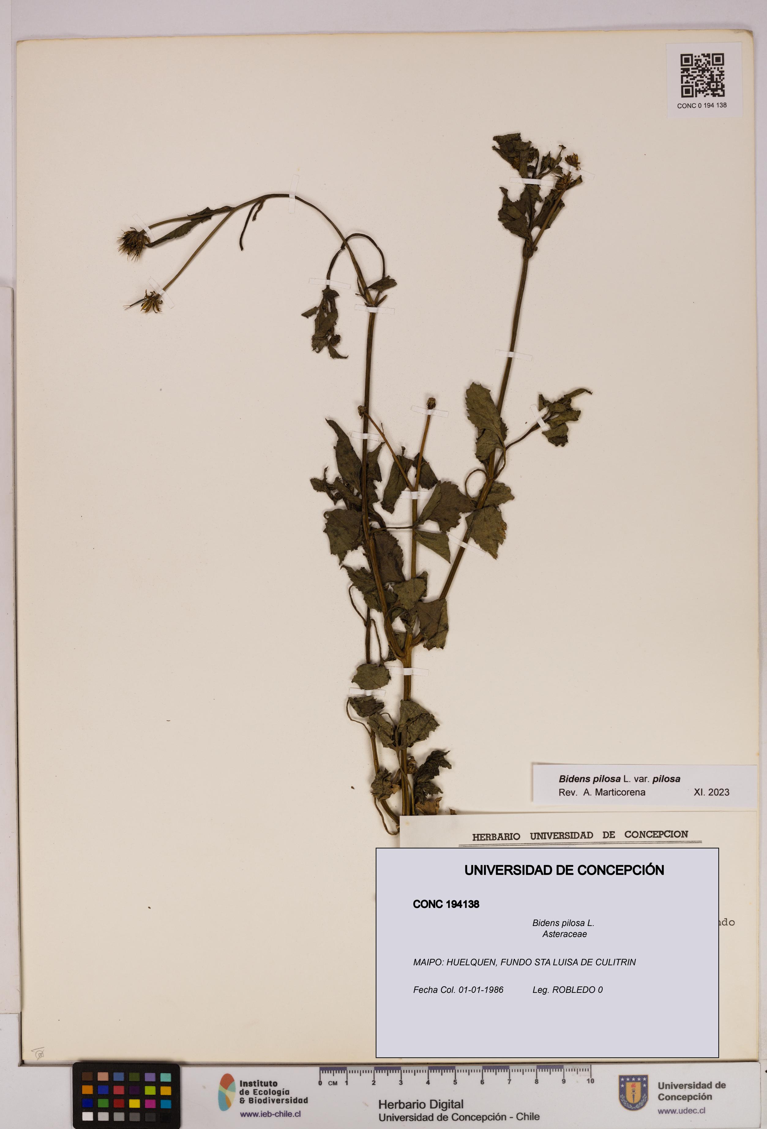 Bidens pilosa [Espécimen: UDEC:CONC:0194138]