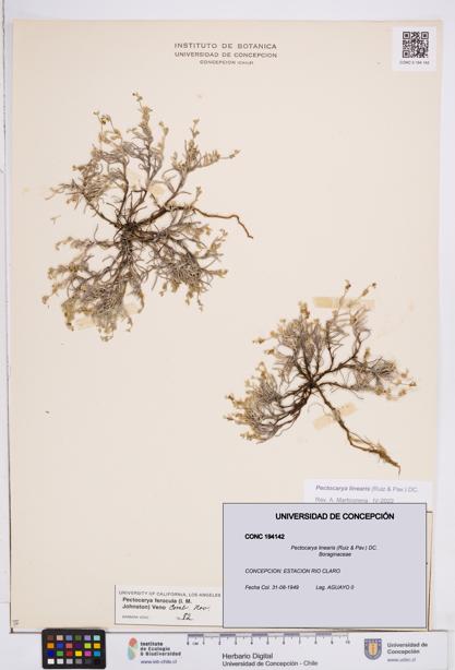 Pectocarya linearis [Espécimen: ]