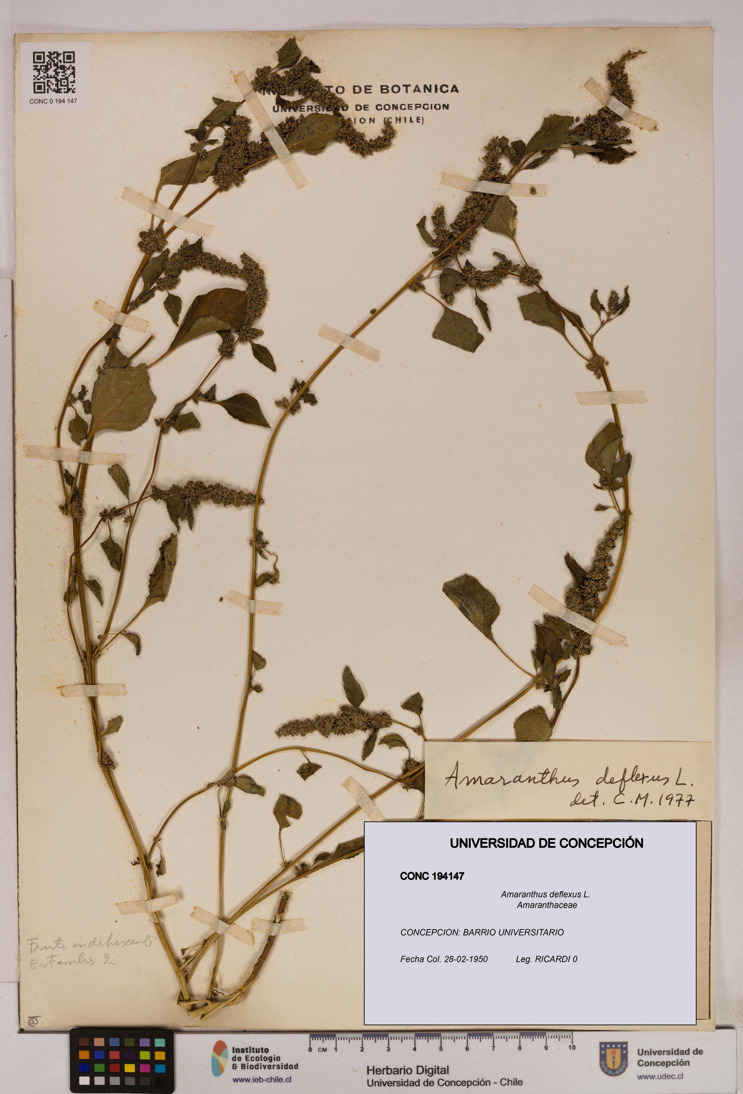 Amaranthus deflexus [Espécimen: UDEC:CONC:0194147]