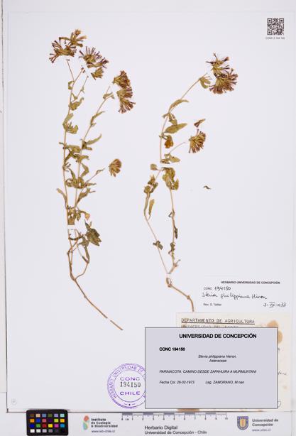 Stevia philippiana [Espécimen: ]