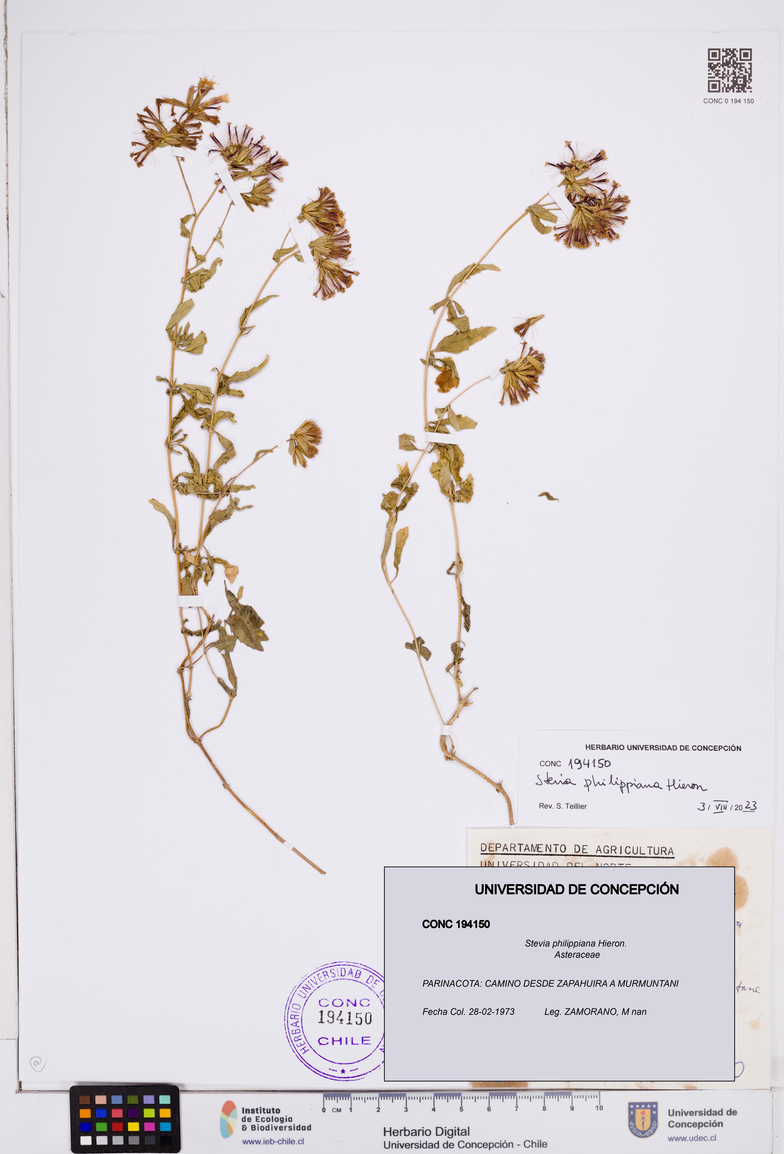 Stevia philippiana [Espécimen: ]