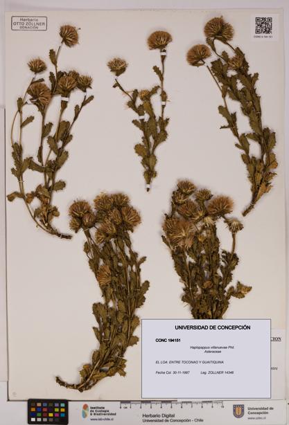 Haplopappus villanuevae [Espécimen: UDEC:CONC:0194151]