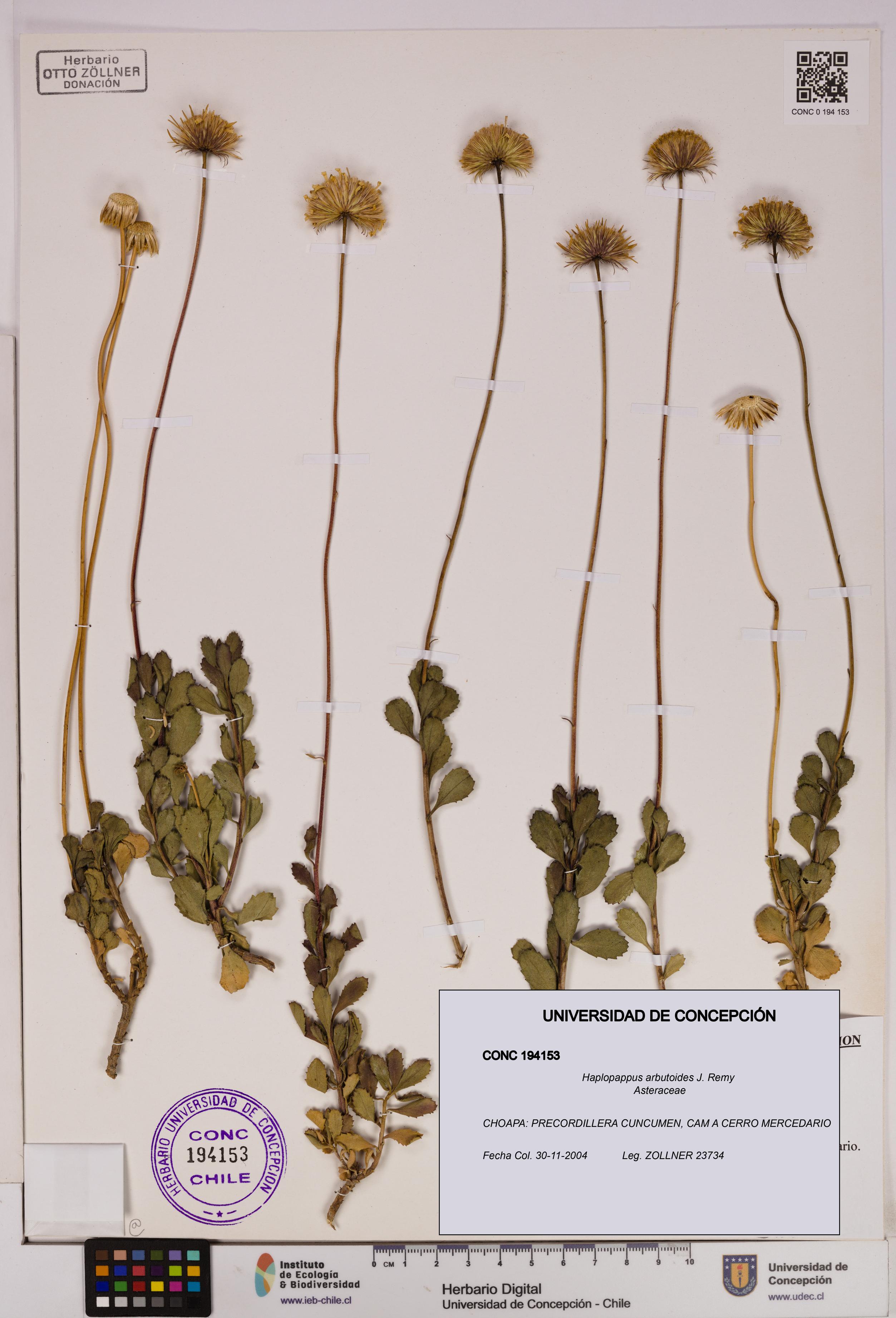 Haplopappus arbutoides [Espécimen: UDEC:CONC:0194153]
